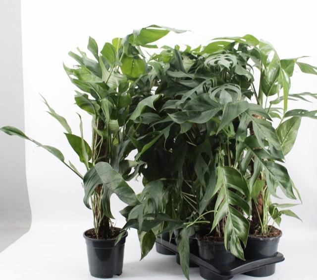 <h4>EPIPR BALTIC BLUE</h4>