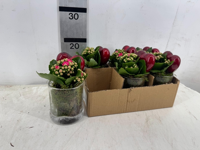 <h4>ARR PL IN SCHAAL</h4>