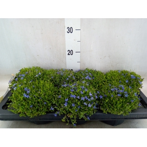 Isotoma fluviatilis