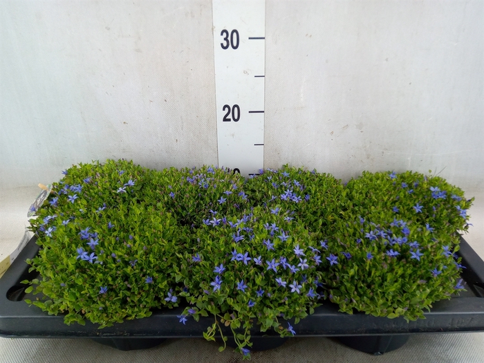 <h4>Isotoma fluviatilis</h4>
