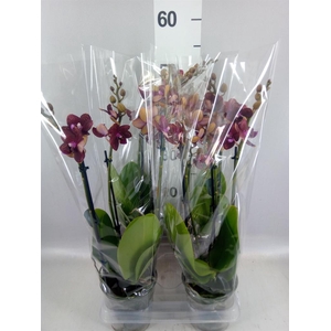 Phalaenopsis multi. 'Reyoung Miley'