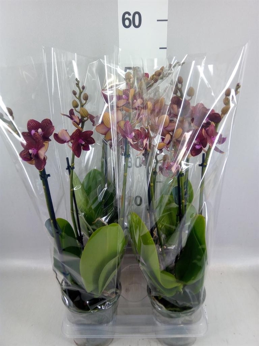 <h4>Phalaenopsis multi. 'Reyoung Miley'</h4>
