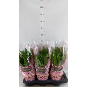Eucomis  'Leia'