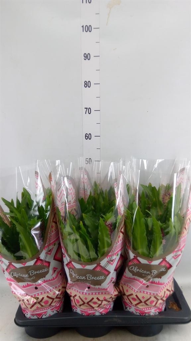 <h4>Eucomis  'Leia'</h4>