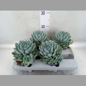 Pachyphytum  'Corvus'