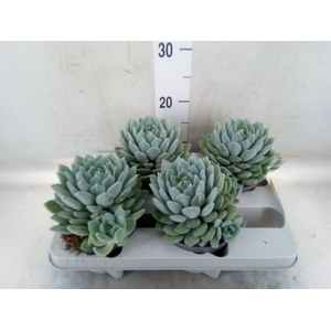 Pachyphytum  'Corvus'