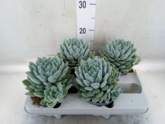 <h4>Pachyphytum  'Corvus'</h4>