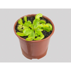 CARNIVORA DIONAEA P09
