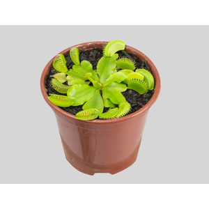 CARNIVORA DIONAEA P09