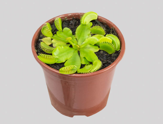 <h4>CARNIVORA DIONAEA P09</h4>