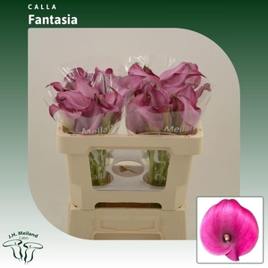 Calla Fantasia