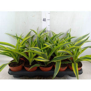 Dracaena fr de 'LemonLime'