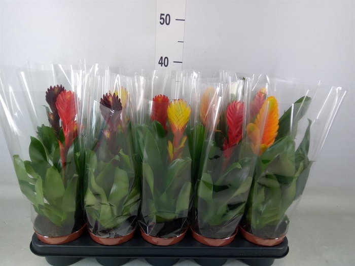 <h4>Vriesea   ...mix 6</h4>