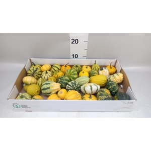 Cucumis  'Decumis'   .../stuk