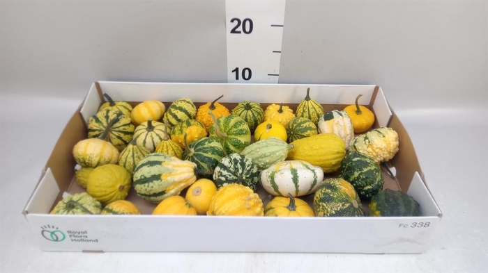 <h4>Cucumis  'Decumis'   .../stuk</h4>