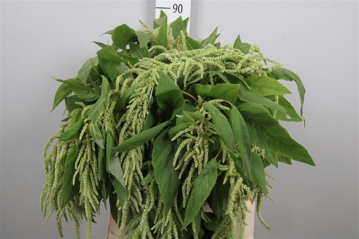 <h4>Amar Ca Viridis</h4>