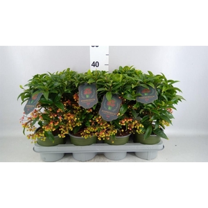 Ardisia cren. 'Bos Prem'