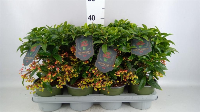 <h4>Ardisia cren. 'Bos Prem'</h4>