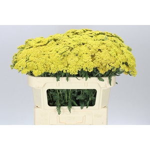 Achillea Terracotta