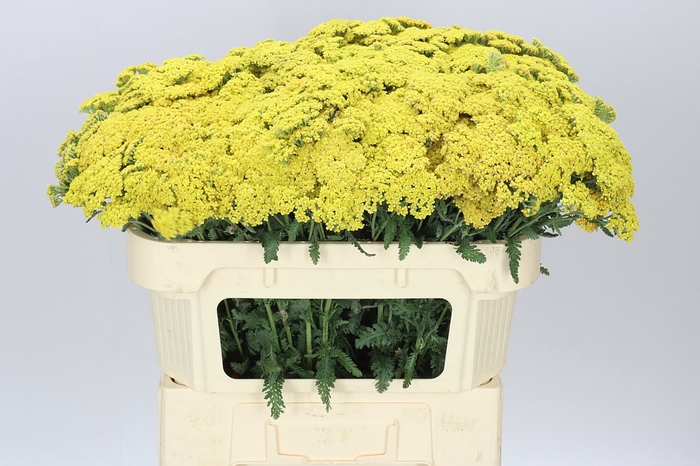 <h4>Achillea Terracotta</h4>