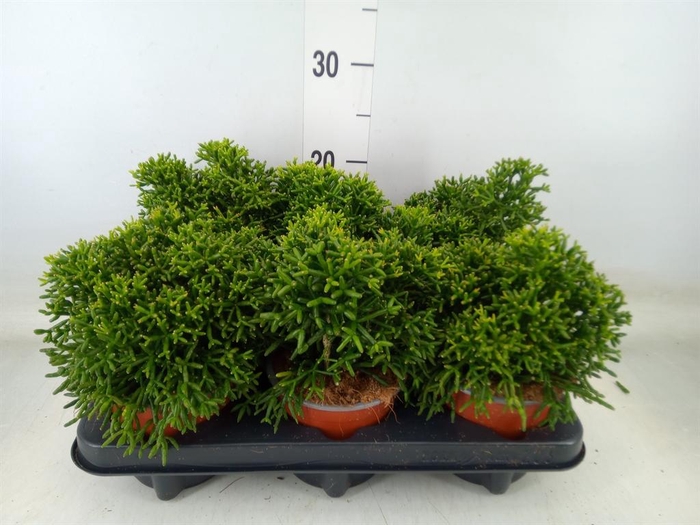 <h4>Rhipsalis   ...</h4>