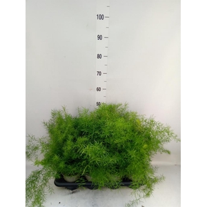 Asparagus dens. 'Sprengeri'