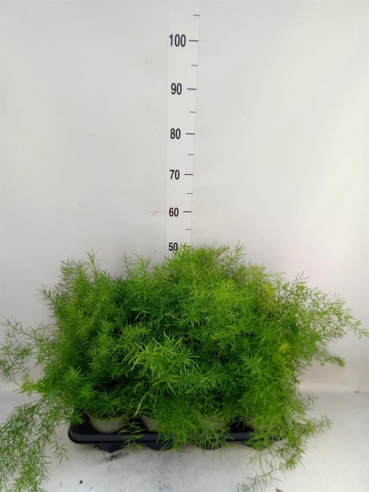 <h4>Asparagus dens. 'Sprengeri'</h4>