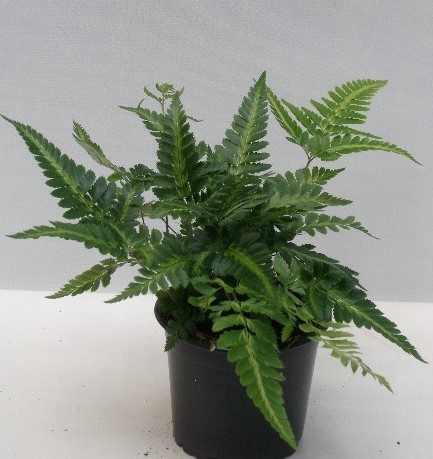 ARACHNOIDES ADIANTIFORMIS P11