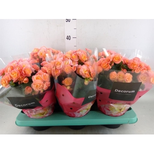 Begonia elat. DU 'Hailey Sunset'