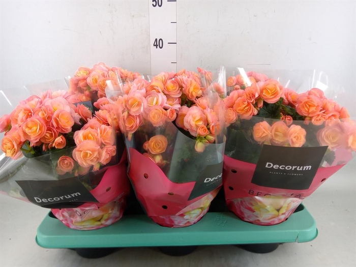 <h4>Begonia elat. DU 'Hailey Sunset'</h4>