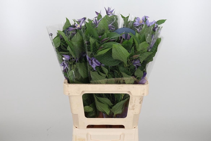 <h4>Clem Star River Lavendel</h4>