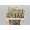 Amaranthus Yearming Desert
