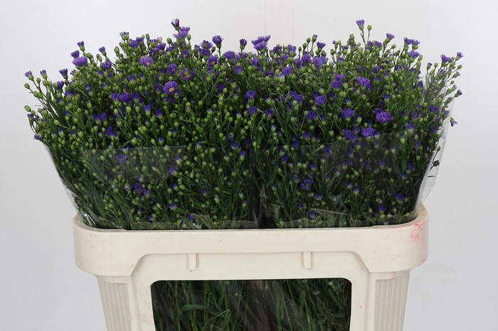 <h4>Aster Casamare</h4>