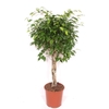Ficus Exotica
