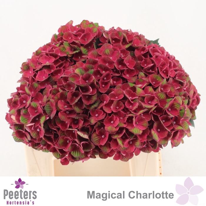 <h4>HYDR M MAG CHARLOTTE</h4>