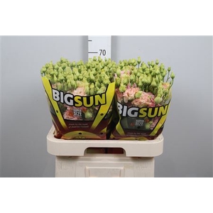 Eus G Alissa Champagne