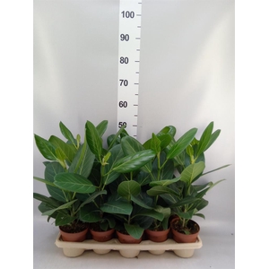 Ficus benghalensis 'Audrey'