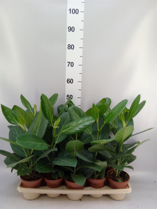 <h4>Ficus benghalensis 'Audrey'</h4>
