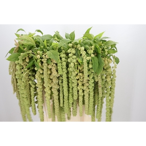 Amaranthus Caudatus Cycloop