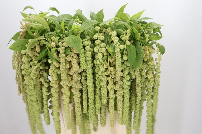 <h4>Amaranthus Caudatus Cycloop</h4>