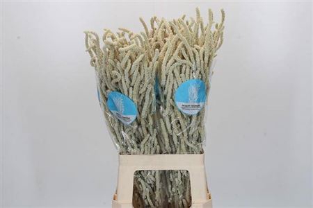 <h4>Amaranthus 'Yearming Desert'</h4>