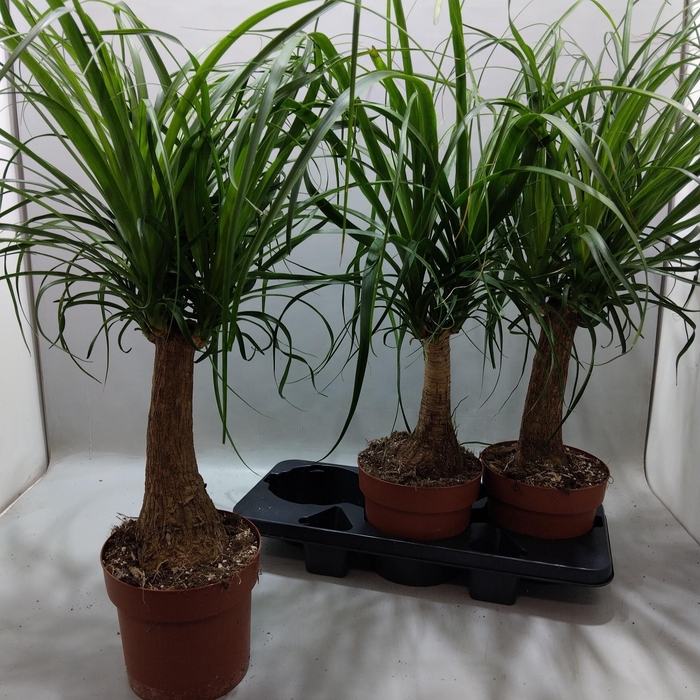 <h4>BEAUCARNEA RECUR</h4>