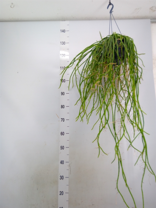 <h4>Rhipsalis   ...</h4>