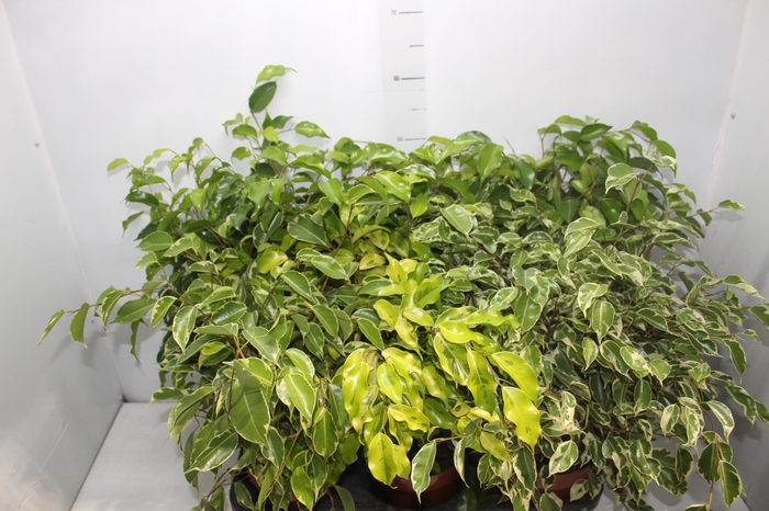 <h4>FICUS VARIADO P17</h4>