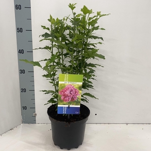 Hibiscus syriacus Duc de Brabant