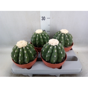 Cactus   ...