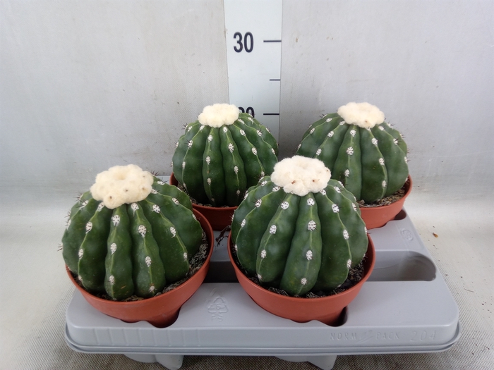 <h4>Cactus   ...</h4>