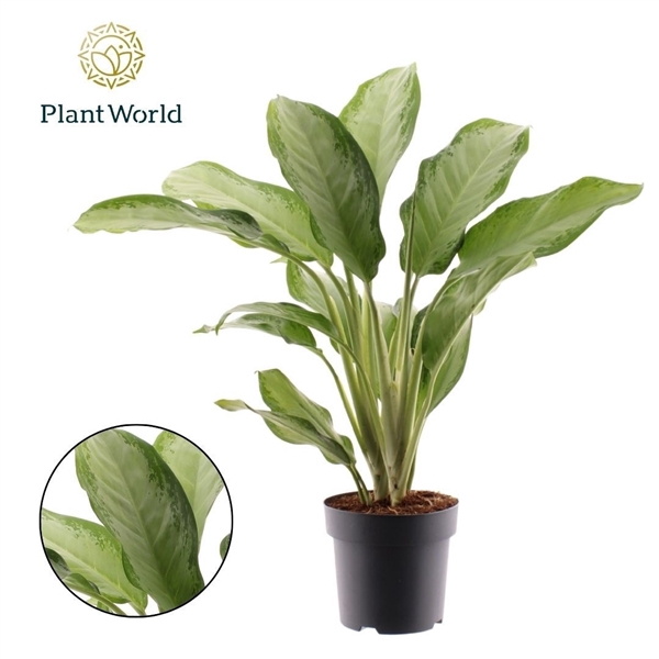 <h4>Aglaonema Cleopatra</h4>