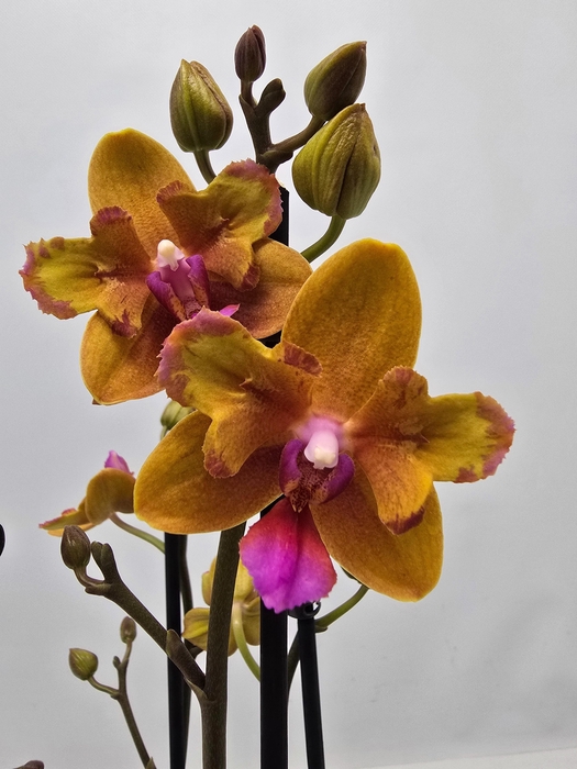 <h4>Limited 11 week 1</h4>