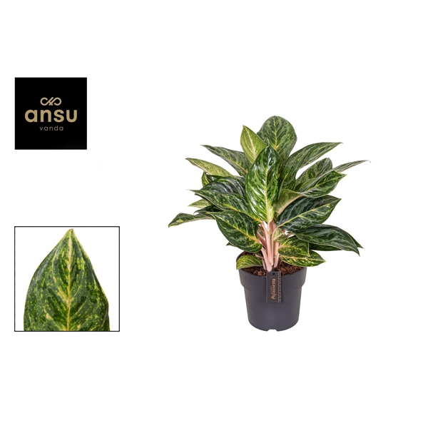 <h4>Aglaonema Peach Pearl 19cm</h4>